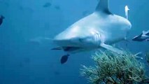 Friendly Grey Reef Sharks Swim in Waters Off Maldives