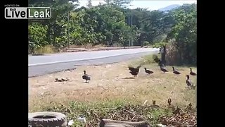 Dog Is Eaten By Vultures Along A Highway