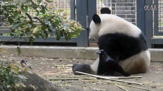 Panda shearing