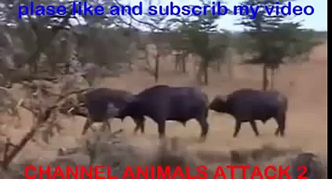 Lion vs Giraffe - National Geographic Documentary 2015 Full HD NatGeo Wild