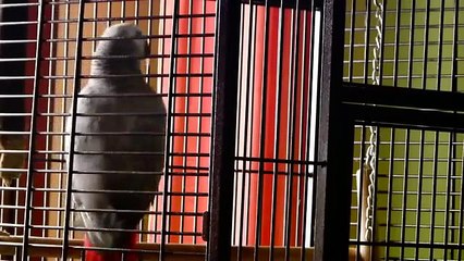 Mi Loro hablando en Valenciano