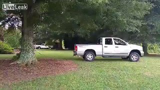 Pickup truck pulls down tree