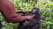 Young Gorilla Laughs when Tickled