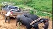 Guy With Oxen Humiliates Driver Stuck In Mud With His Pick-Up Truck