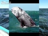 Mexico: Canadian Woman dies after grey whale crashes into tourist boat off Baja California Sur