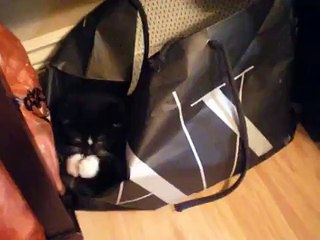 Adventurous Kitten Explores Inside a Bag