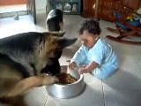 Baby and German Shepard Fight over the Food Dish