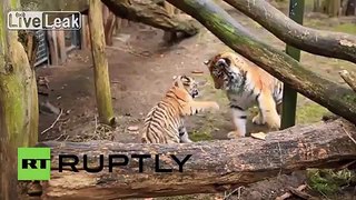 Germany: These adorable Amur tiger cubs will warm your cockles