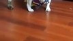Ce bulldog déteste sa nouvelle veste. Réaction hilarant!