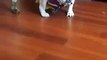 Funny Bulldog hates his life vest and tries to remove it