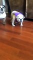 Funny Bulldog hates his life vest and tries to remove it