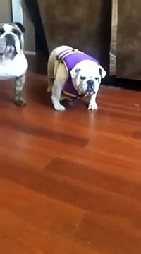 Funny Bulldog hates his life vest and tries to remove it
