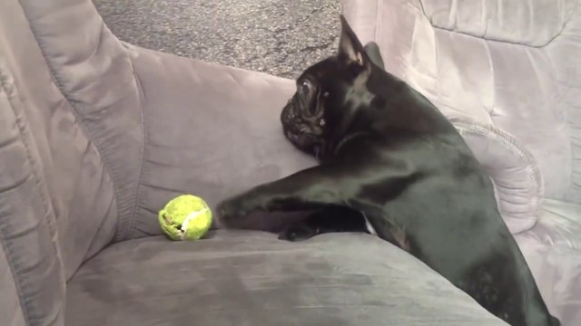 Des chiens bien ridicules! Compilation de FAIL... Adorable!