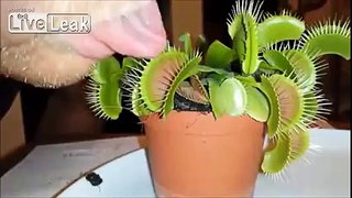 Young man put the tongue in carnivorous plant