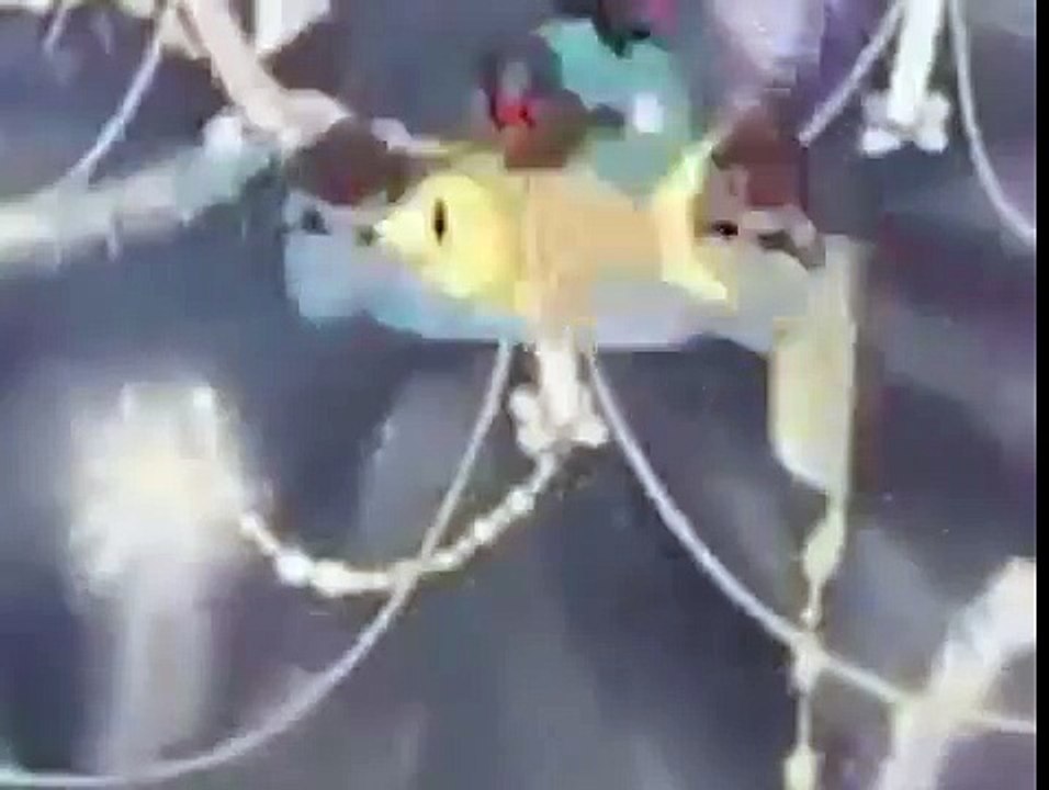 Winter's Tale (1945) Cartoon HD