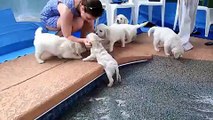 Cute Golden Retriever Puppies Enjoy Their First Swim