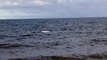 Beluga whales filmed off Northumberland coast