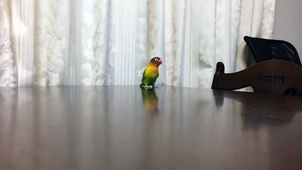 ダッシュ！ボタンインコ 4倍スロー