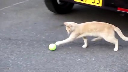 テニスボールでドリブルする猫 Cat to dribble