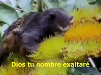 Dios Tu Nombre Exaltare