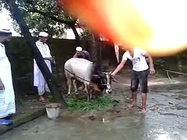 Dangerous-Cow-Qurbani--in-bangladesh--Eid-ul-Azha-2015