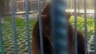 Funny video - baby bear