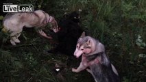 Swedish Siberian Huskies Eating Sheep Alive