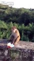 Idiots throws snack with firecracker to monkey