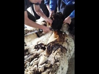 Australie: une nouvelle vie au poil pour Chris, le mouton abandonné, allégé de 40 kg