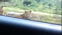 Lion opens car door with teeth and scares the crap out of the passengers
