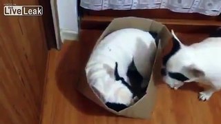 French Bulldog channels inner cat with new box