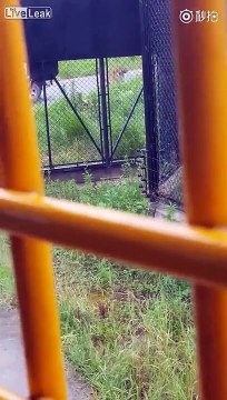 Black bear killed and eaten by tigers in zoo