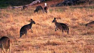 Kangaroo Pair Engage in a Playful Duel
