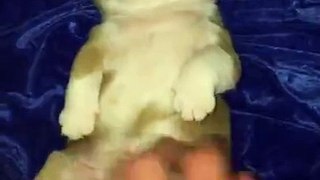 Precious 2-week-old puppy can't roll over