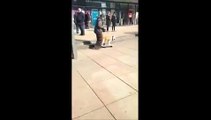 Skateboarding Dog Shows Off His Moves