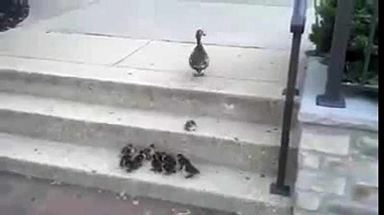 Best Video You Will Ever See