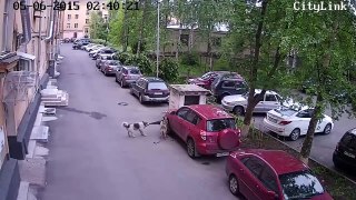Stray dogs from Russia