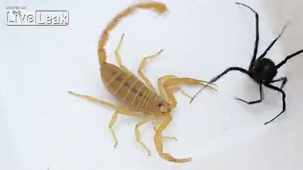 -*SCORPION *VS* BLACK WIDOW*-  *PART 2 REMATCH*