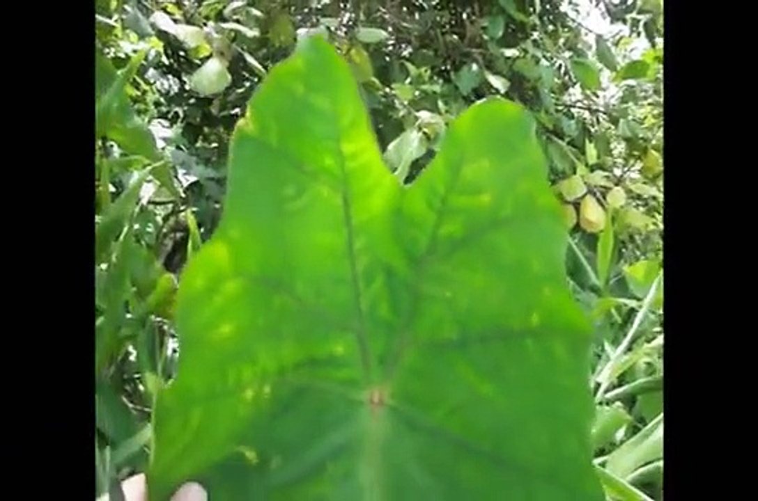 plantas comestiveis (inhame e taioba)