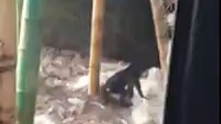 Clumsy Chimp Loses His Balance