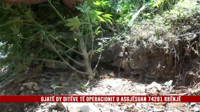 DITA E DYTË E OPERACIONIT ANTIKANABIS, ARRESTOHET NJË SHTETAS