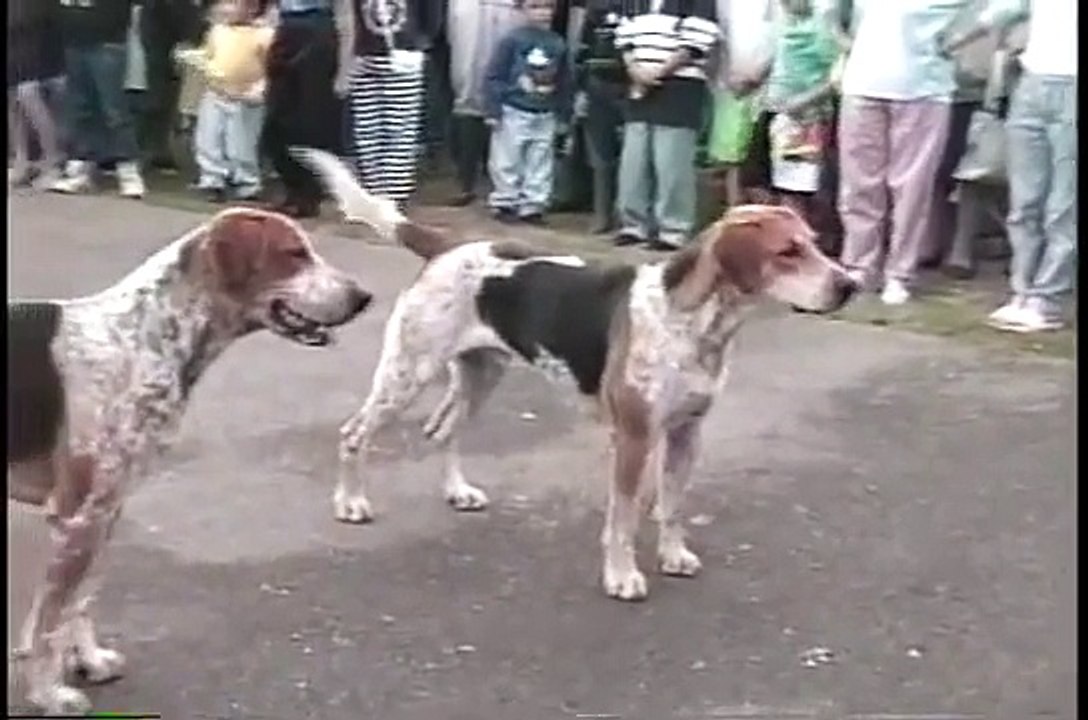 Duke of Beaufort's Foxhound Pack   Open Day 1992