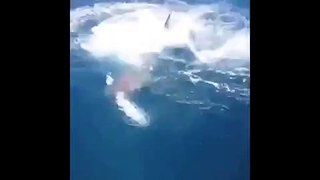 Large Shark Steals Fish Off a Line
