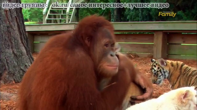 Немного ласки нежности от лучше друга