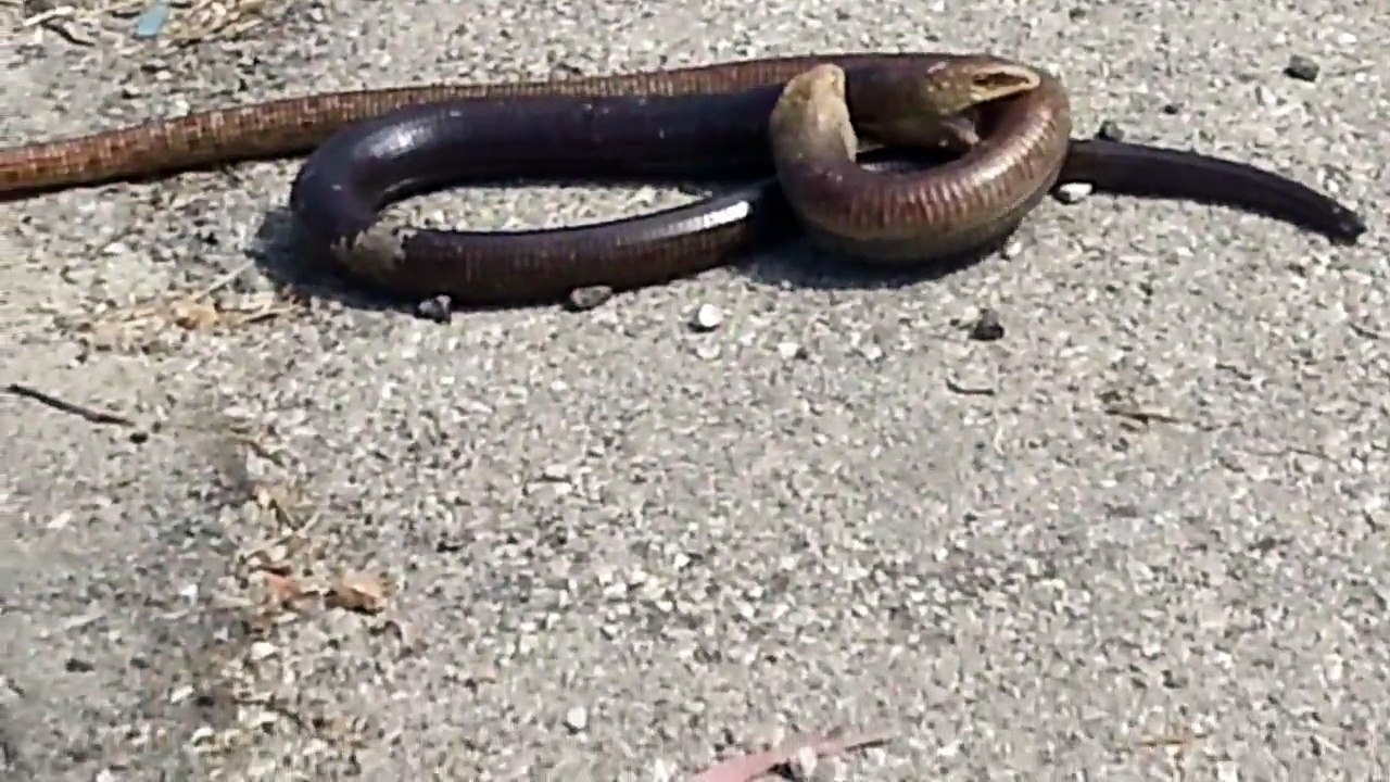 Snakes War (HD)