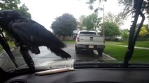Crazy Crow Refuses to Let Go of Guy's Windshield Wiper
