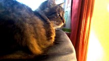Kitty enjoys calm afternoon sept 9 2014, with minecraft piano theme music (sweet litto kitty)
