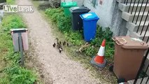 Adorable family of ducks escorted to safety by two police officers