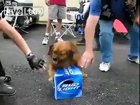 Dog protecting his Budlight Beer