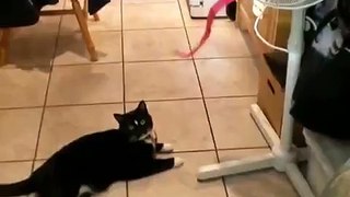Curious Cat Is Fascinated by Ribbon
